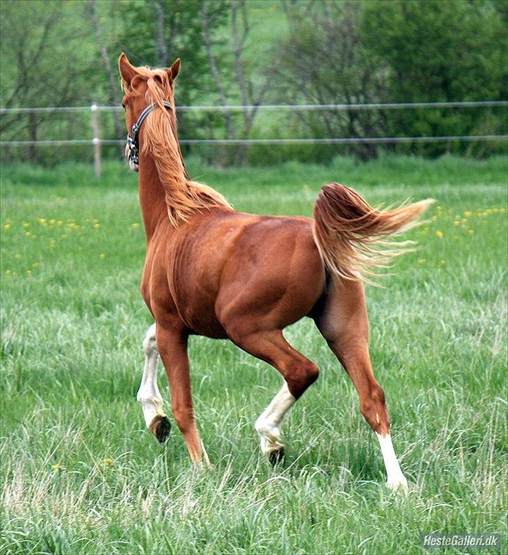 Dansk Varmblod Singleton Melody billede 19