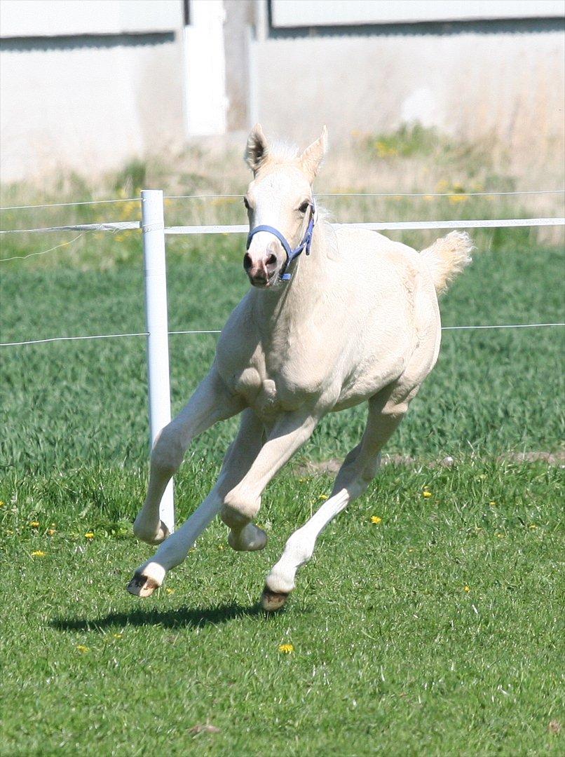 DSP Lykkebo Concordio billede 8