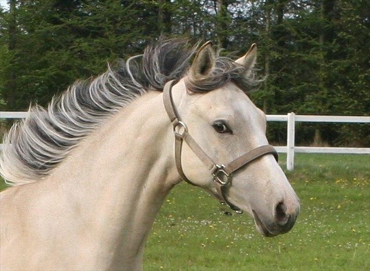 DSP Lykkebo Comet billede 17