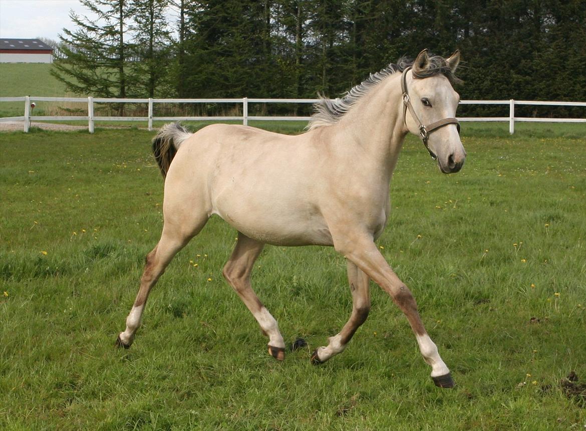 DSP Lykkebo Comet billede 18