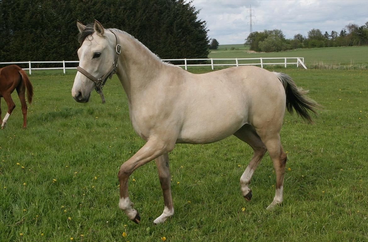 DSP Lykkebo Comet billede 19