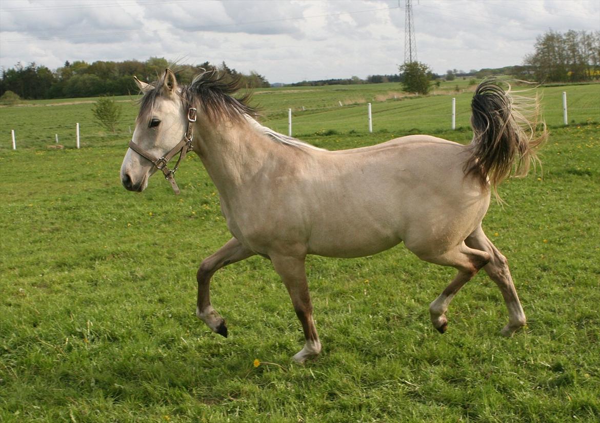 DSP Lykkebo Comet billede 20