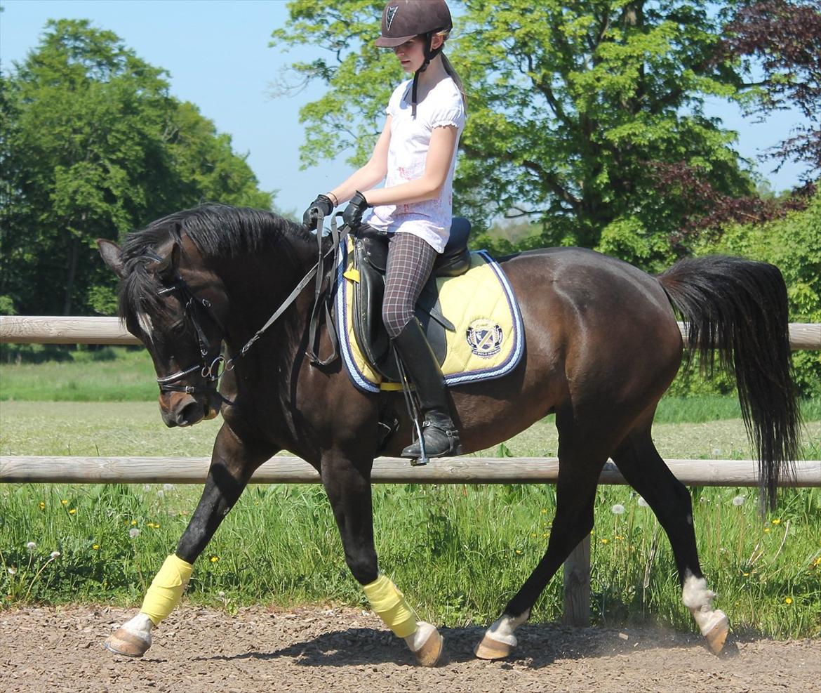 Anden særlig race Sillemoes Luci - Dressur træning d. 25 maj 2012
Mesterfotograf: (Paula) billede 1