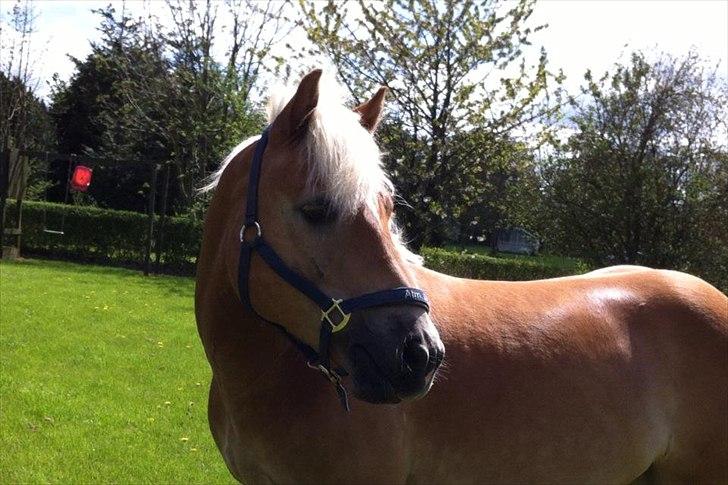 Haflinger Hestehovens Archibald billede 6