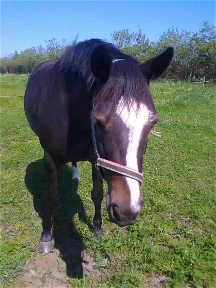 Anden særlig race Houmgaards Shakira<3. billede 18