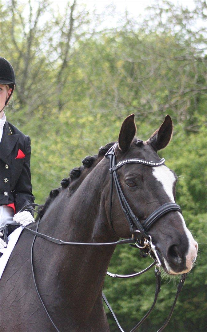 Dansk Varmblod Kastaniegården Charleston billede 17