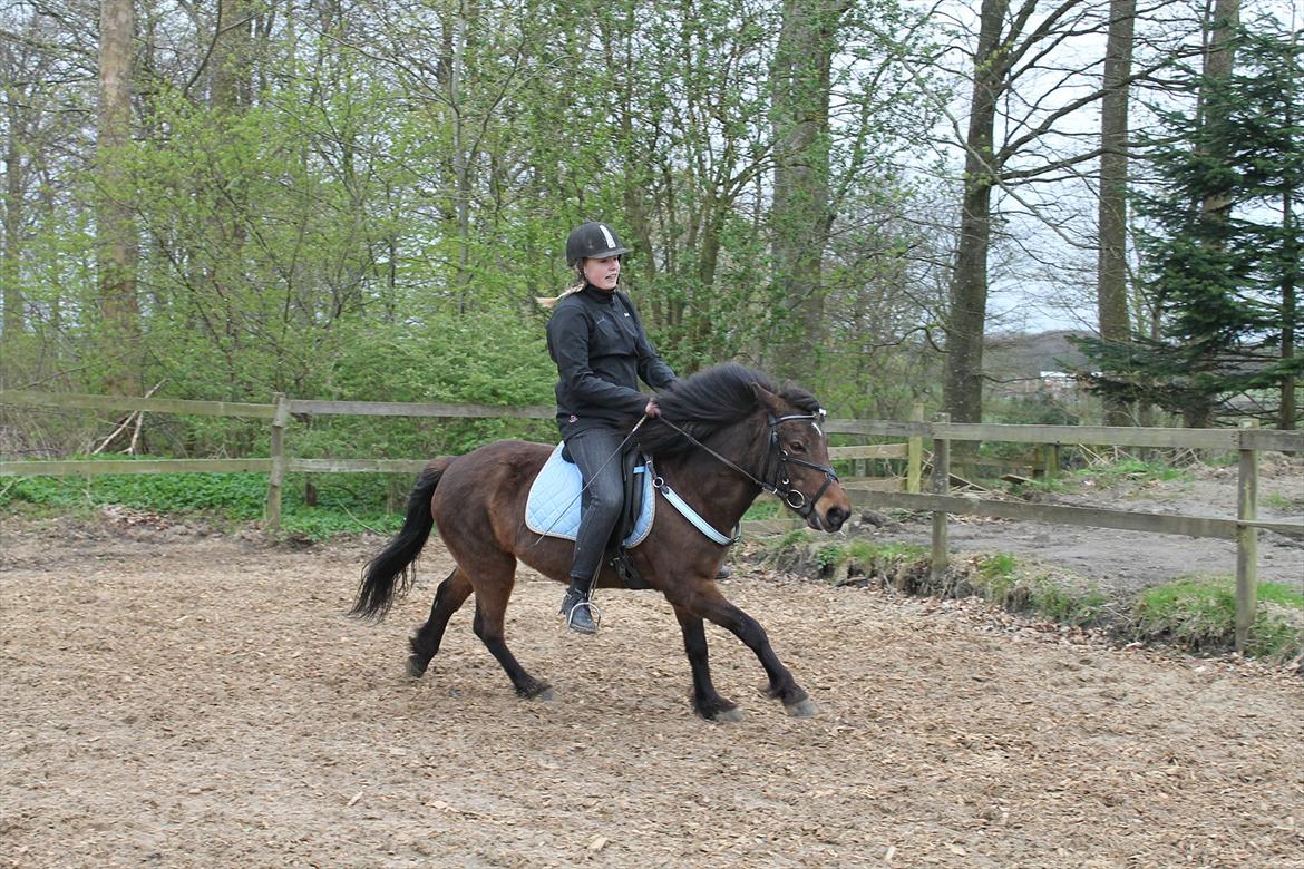 Islænder vigdis fra tågelundgård!:-* billede 15