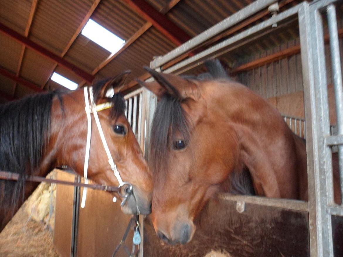 Traver Princess Guy - Princess Guy og Gaia Enghave, hendes gamle foldkammerat:) billede 16