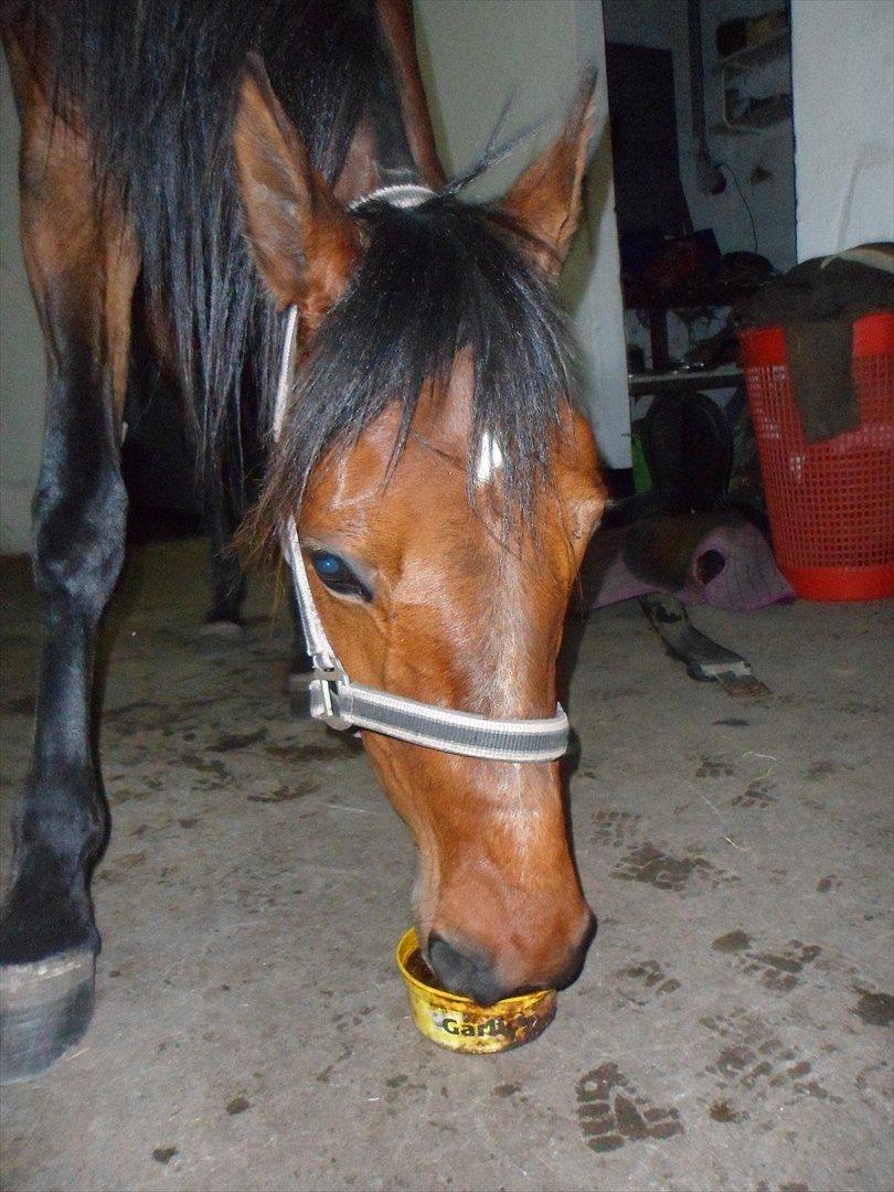 Traver Princess Guy - god appetit billede 17