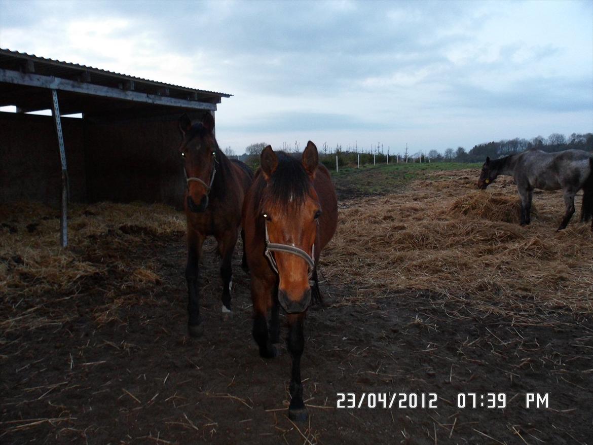 Traver Princess Guy - en regnvejrsaften billede 18