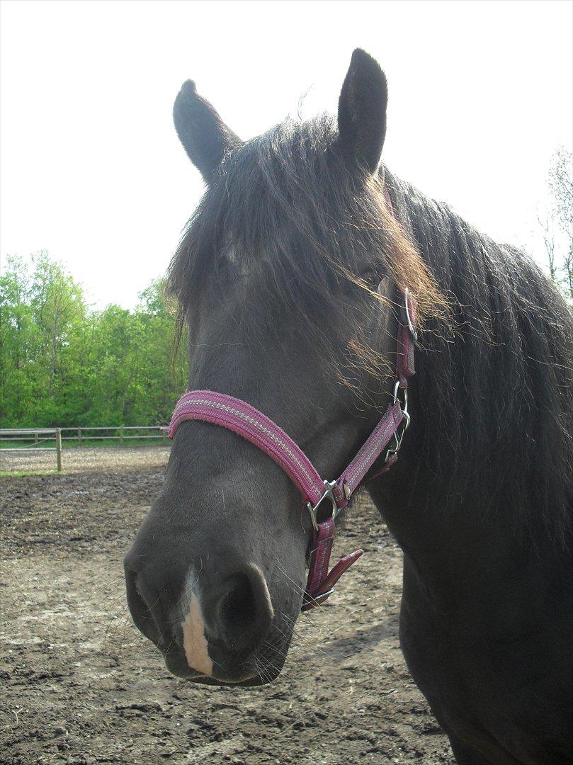 Frieser / Haflinger -  Manzana <3 elsket og savnet <3 billede 20