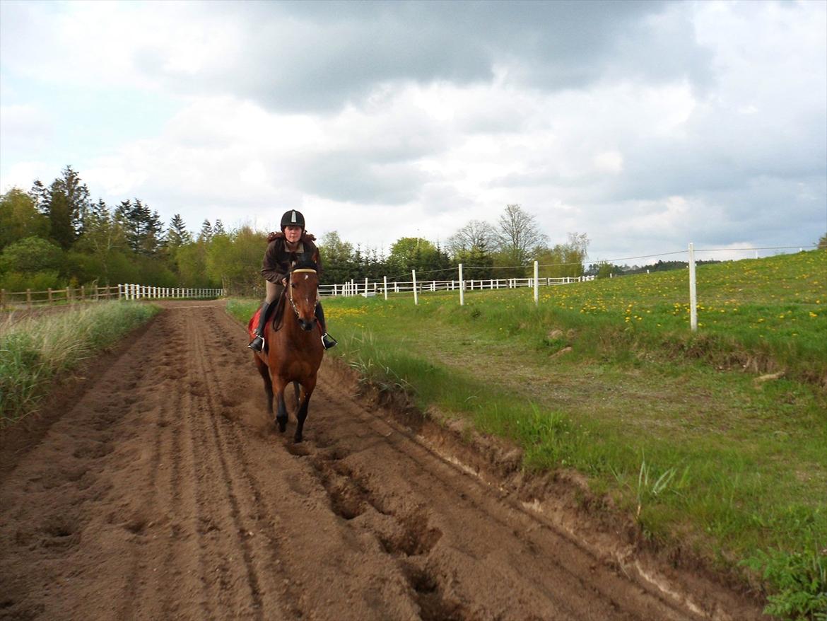 Traver Princess Guy - en lille tur i galopsandet billede 20