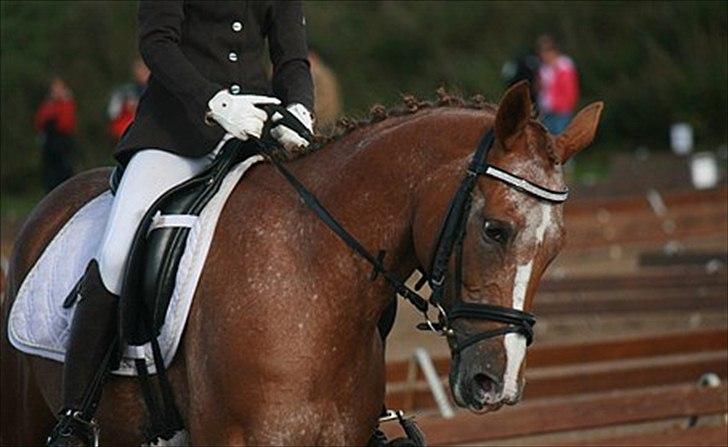 Anden særlig race Sweet Cherry [B-Pony] Aflivet - Den Charme der :b<3 billede 8