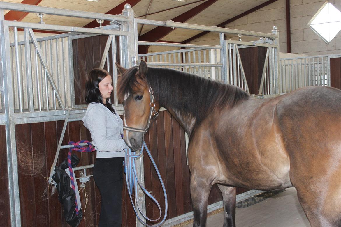 Welsh Cob (sec D) Menai Merci - lidt hygge på stald gangen :D  billede 19