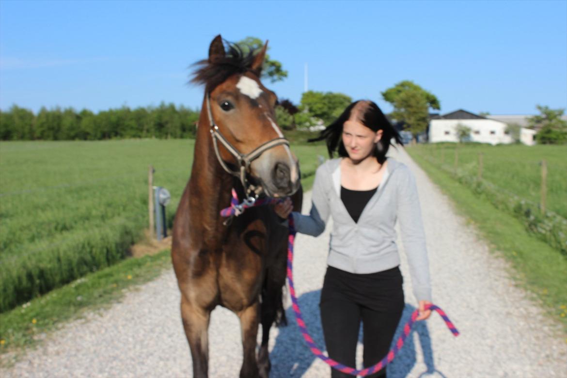 Welsh Cob (sec D) Menai Merci - på tur for første gang det nye sted <3 billede 4