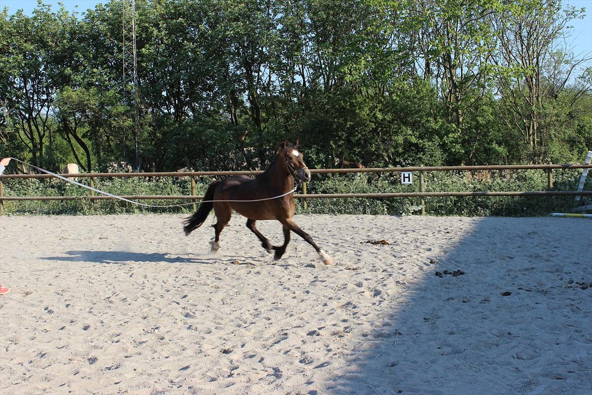 Welsh Cob (sec D) Menai Merci - Mums en lækker gang glæder mig til den dag jeg skal på ryggen af ham <3 billede 12