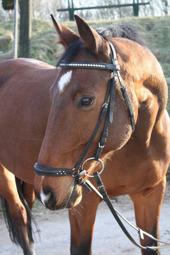 Dansk Varmblod Comet <3 * SOULMATE* billede 8