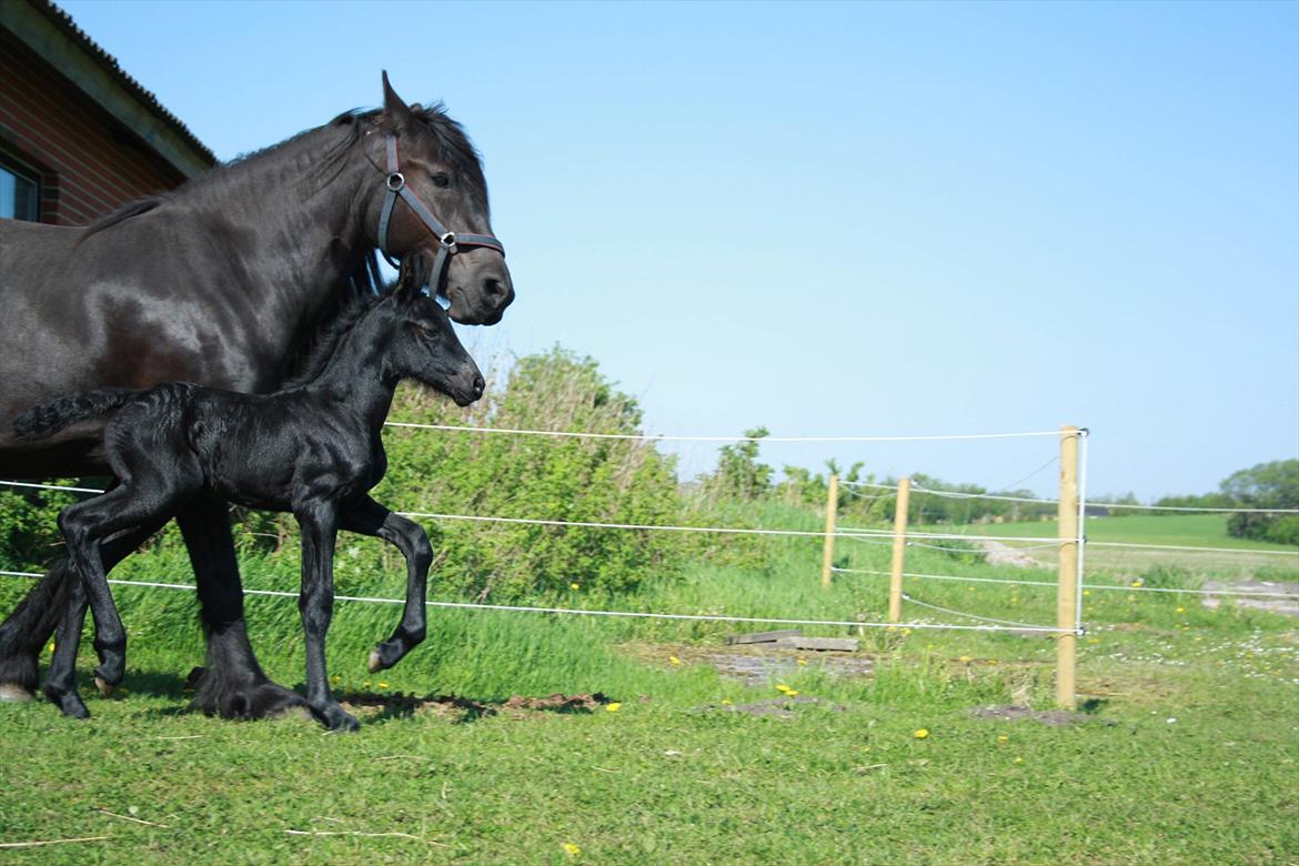 Anden særlig race Enya A Bacoon#SOLGT# billede 3