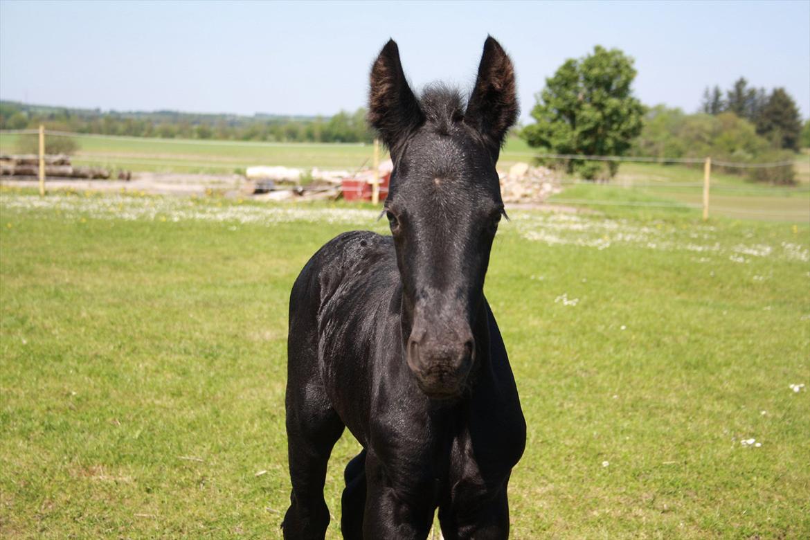 Anden særlig race Enya A Bacoon#SOLGT# billede 4