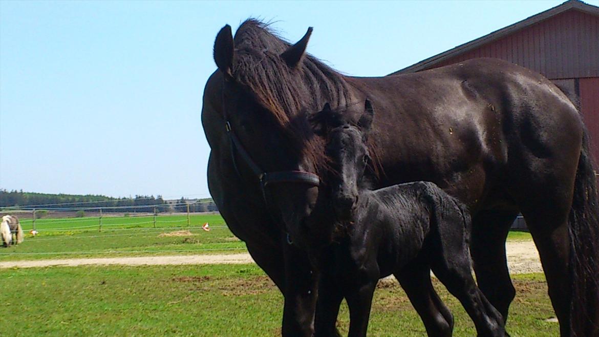 Anden særlig race Enya A Bacoon#SOLGT# billede 5