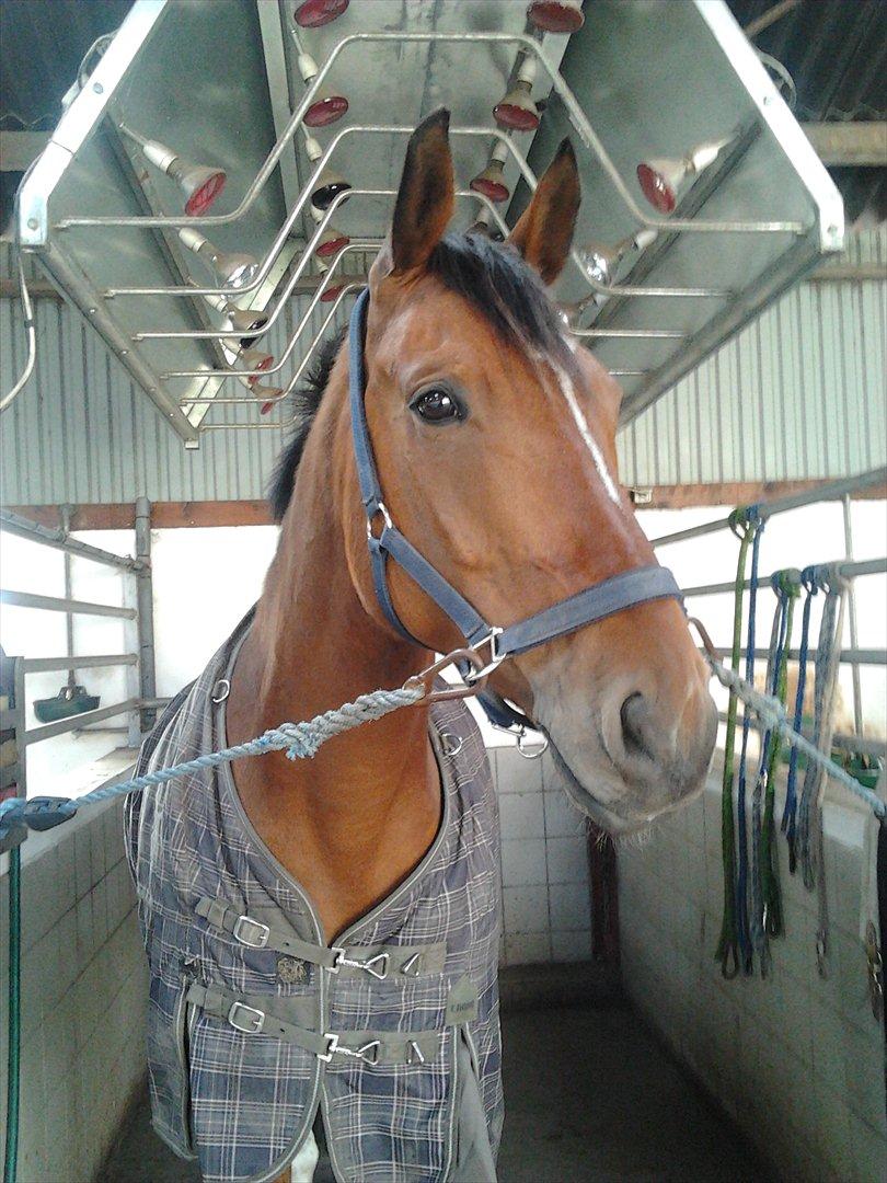 Dansk Varmblod Salter tranebo - Marts 2012 billede 7