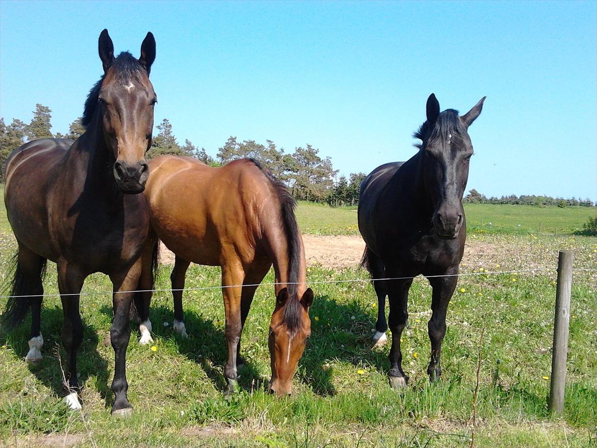 Dansk Varmblod Salter tranebo - Salter med sine fold-kammerater.
Maj 2012 billede 9