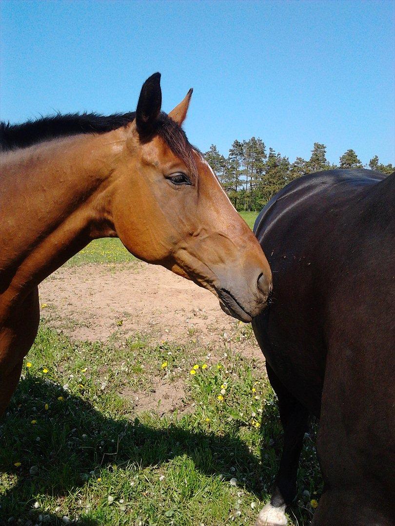 Dansk Varmblod Salter tranebo - Maj 2012 billede 10