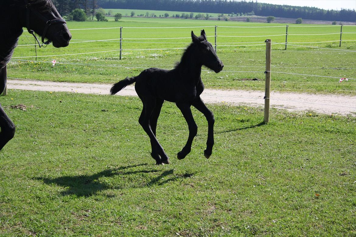 Anden særlig race Enya A Bacoon#SOLGT# billede 6