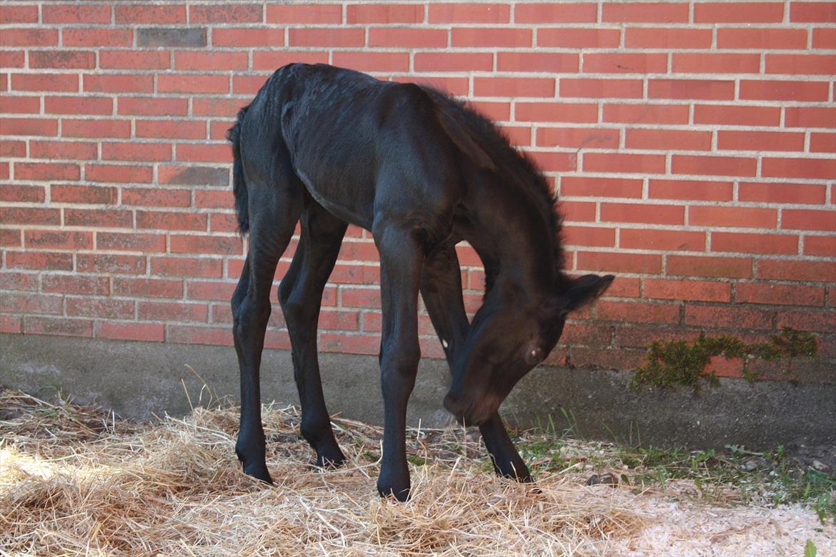 Anden særlig race Enya A Bacoon#SOLGT# billede 7