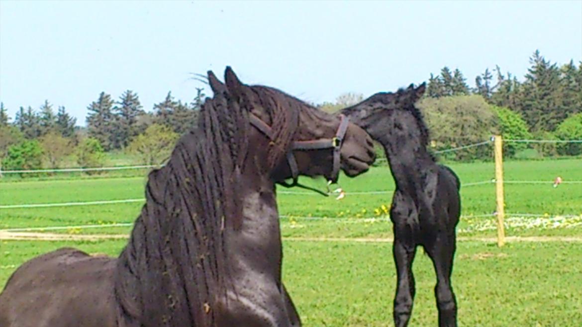 Anden særlig race Enya A Bacoon#SOLGT# billede 8