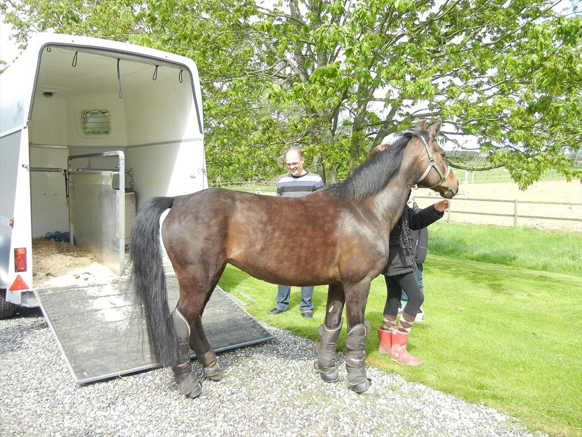 Anden særlig race Cirkeline - Cikke er lige kommet ud af traileren:) billede 1