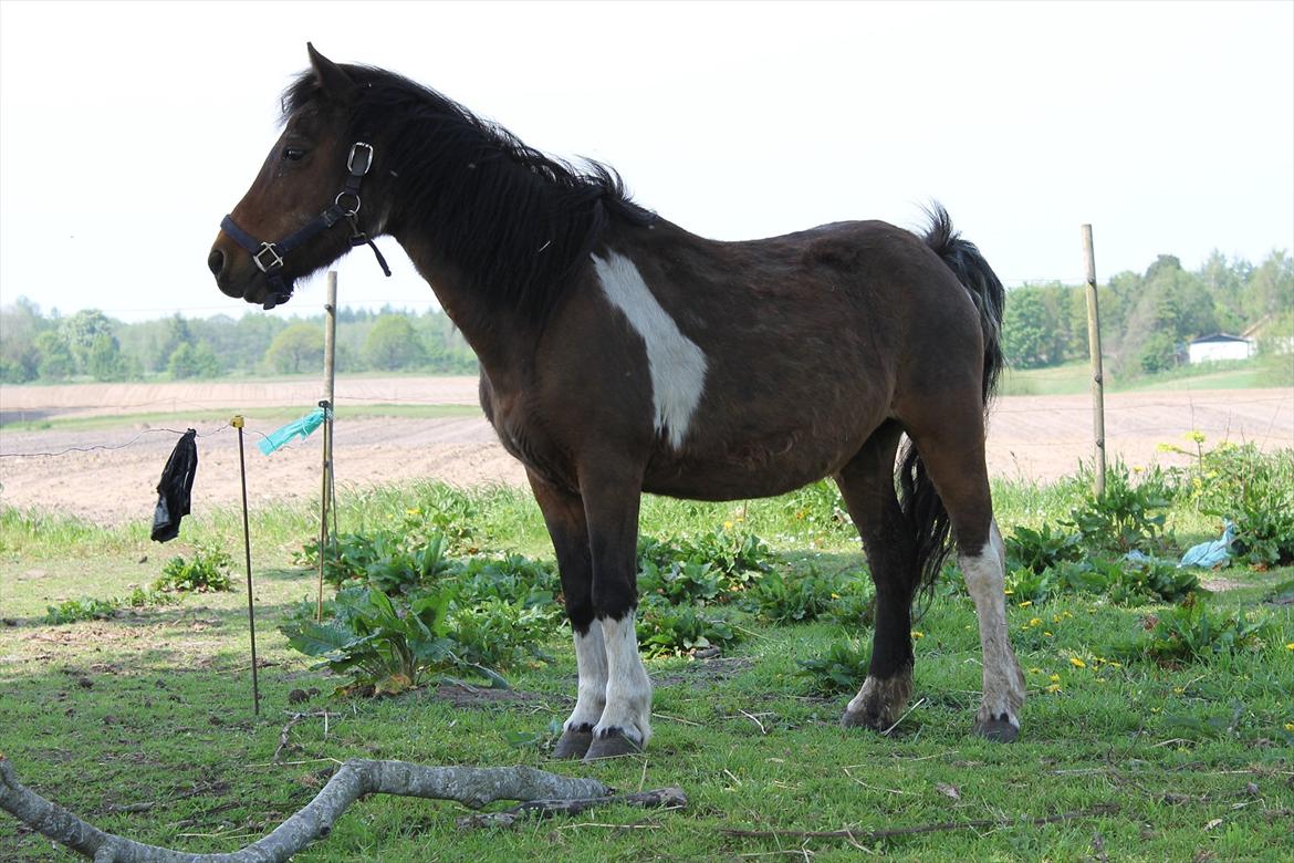 Pinto | Tessa - Min dejlig pige;D billede 11