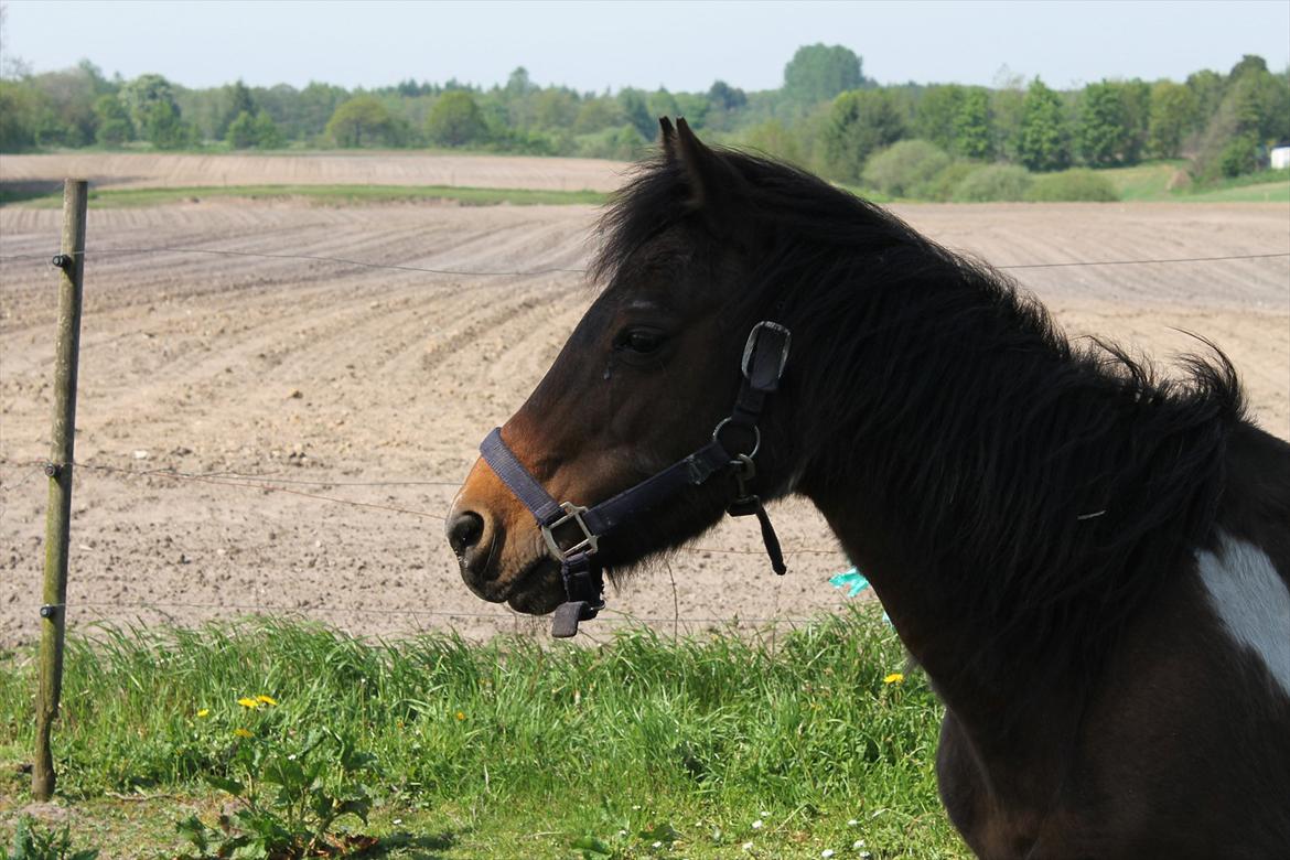 Pinto | Tessa - Min Tessa på folden:-) billede 12