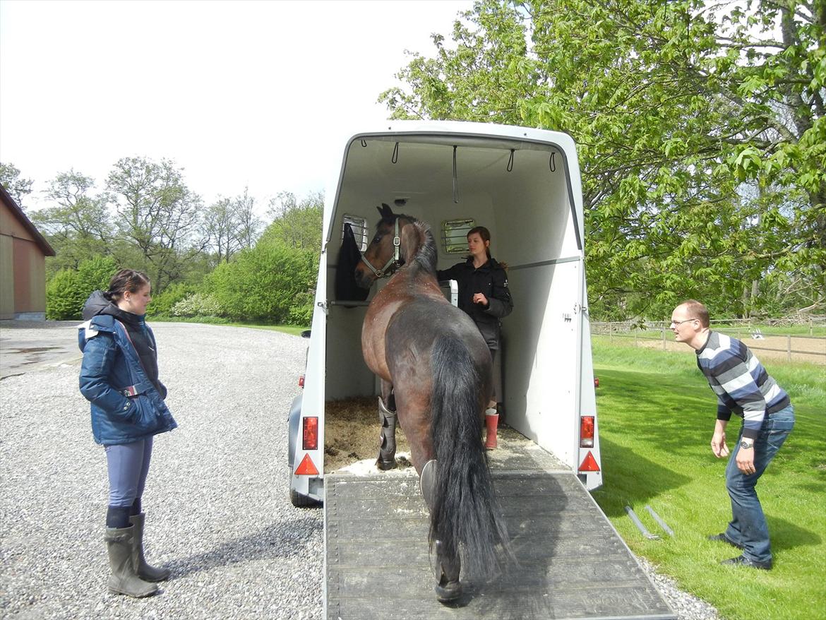 Anden særlig race Cirkeline - bakke, bakke, bakke... billede 3