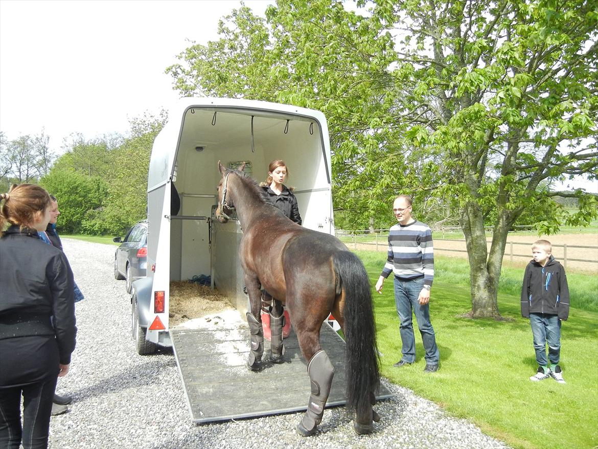 Anden særlig race Cirkeline - Fiiine! billede 4