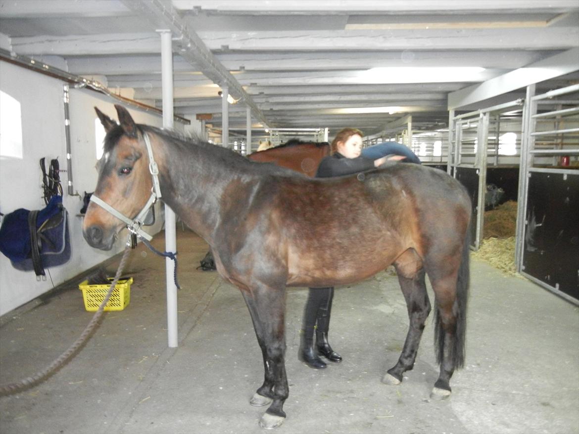 Anden særlig race Cirkeline - xD billede 7