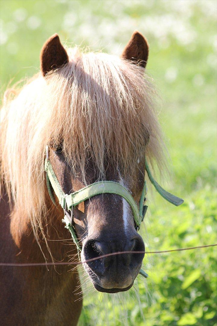 Shetlænder Trunte - 11 - D. 24 Maj 2012 billede 11