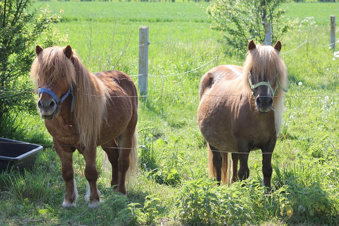Shetlænder Trunte - 12 - Kæreste parret :o) billede 12