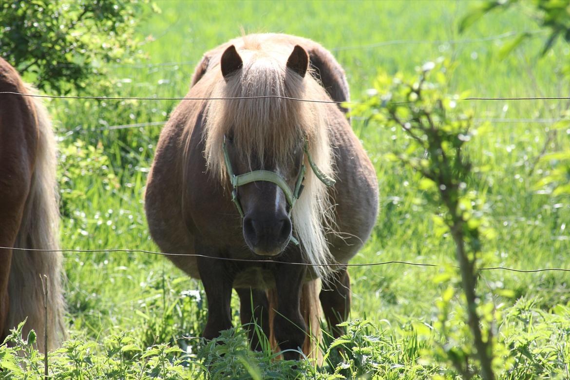 Shetlænder Trunte - 13 - Tykke Trunte har termin til juli :-)))) billede 13