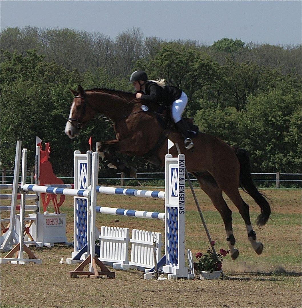 Holstener Campari (solgt til USA) billede 13