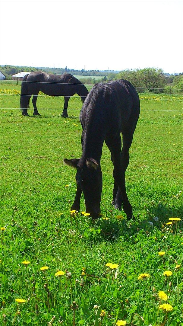 Barockpinto Dineera A Bacoon #SOLGT# billede 12