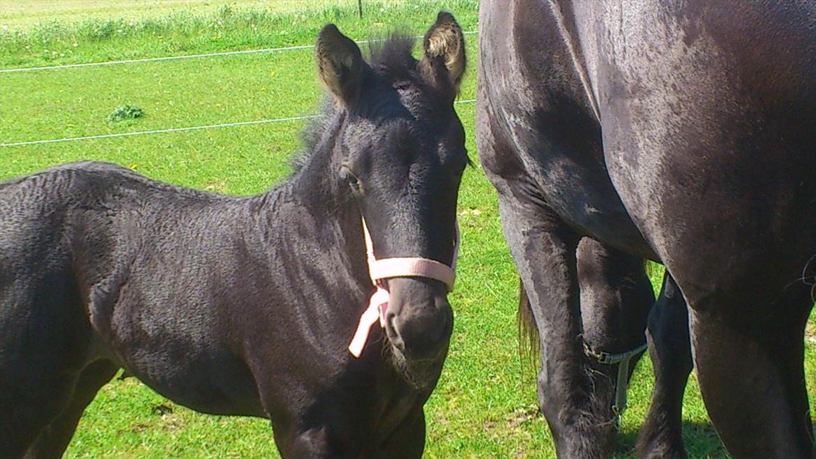 Barockpinto Dineera A Bacoon #SOLGT# - Så fik man grime på.. og selvfølgelig lyserød til en prinsesse. billede 13