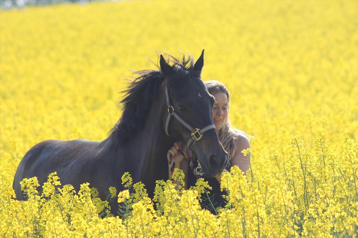 Hollandsk Sportspony Egano. - Min skat ** Min dreng **  Mit alt ** 
Jeg elsker dig min soulmate, min bedre halvdel. Seriøst, hvad skulle jeg gøre uden dig bedste? <3 
Jeg lover dig det er os to for altid. At elske dig er som at trække vejret, hvorfor stoppe. Os to til døden os skiller billede 12