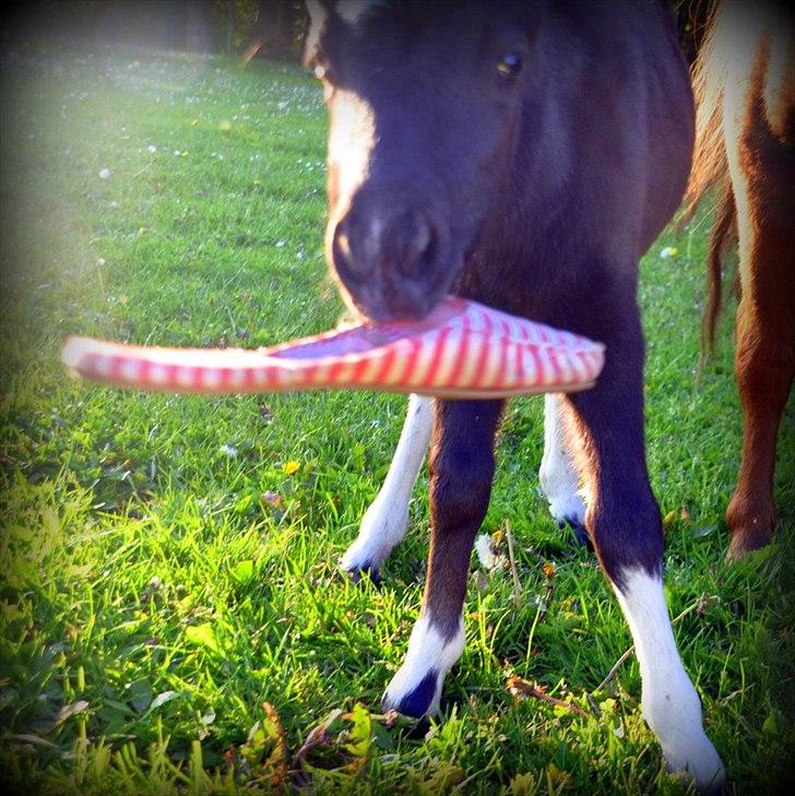 Anden særlig race » Hegnsholts Ziba <3 « R.I.P <3 - Frække Ziba har stjålet min sandal!! d; 24. maj 2012 - 20 dage gammel <3 billede 12