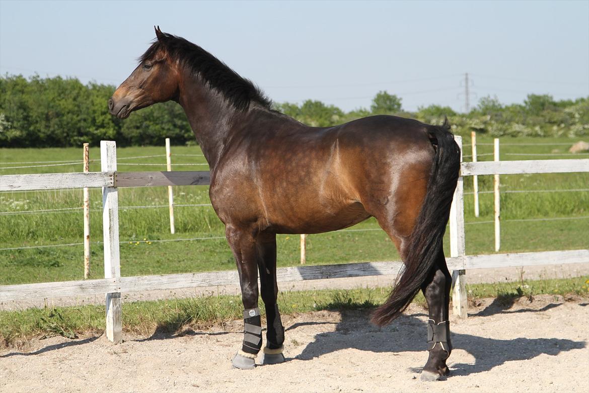 Dansk Varmblod Lillegård's Romario billede 13