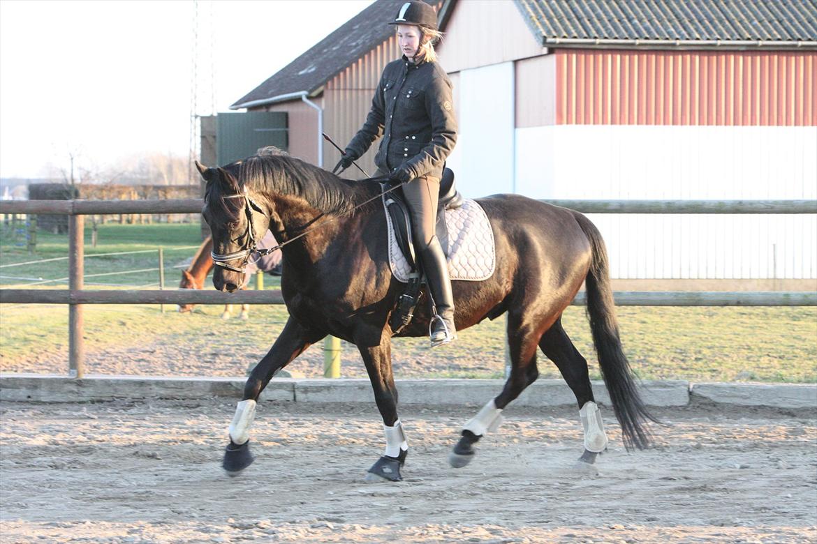 Trakehner Ozzy Kirial billede 1