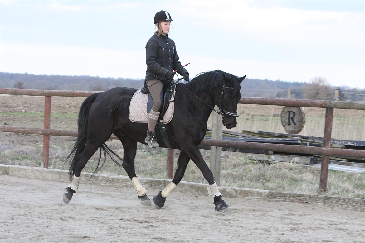 Trakehner Ozzy Kirial billede 2