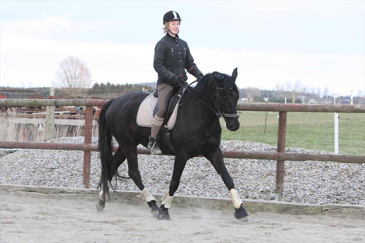 Trakehner Ozzy Kirial billede 3