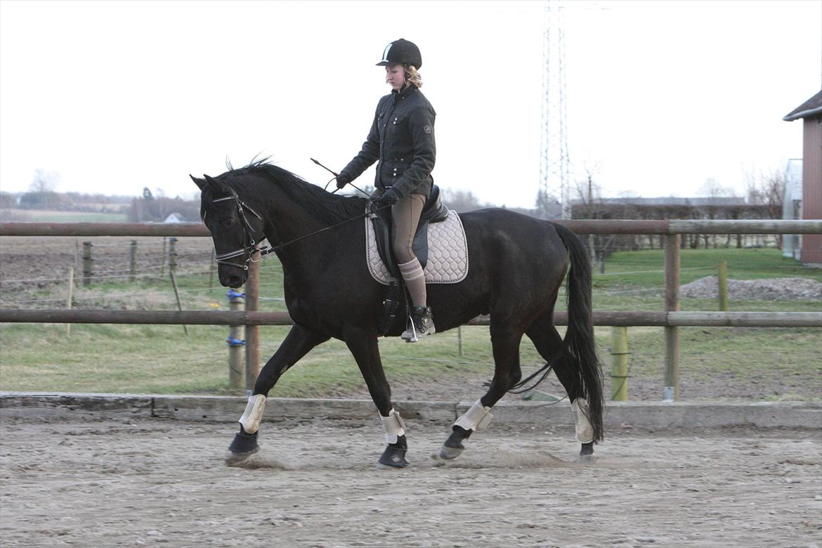 Trakehner Ozzy Kirial billede 4