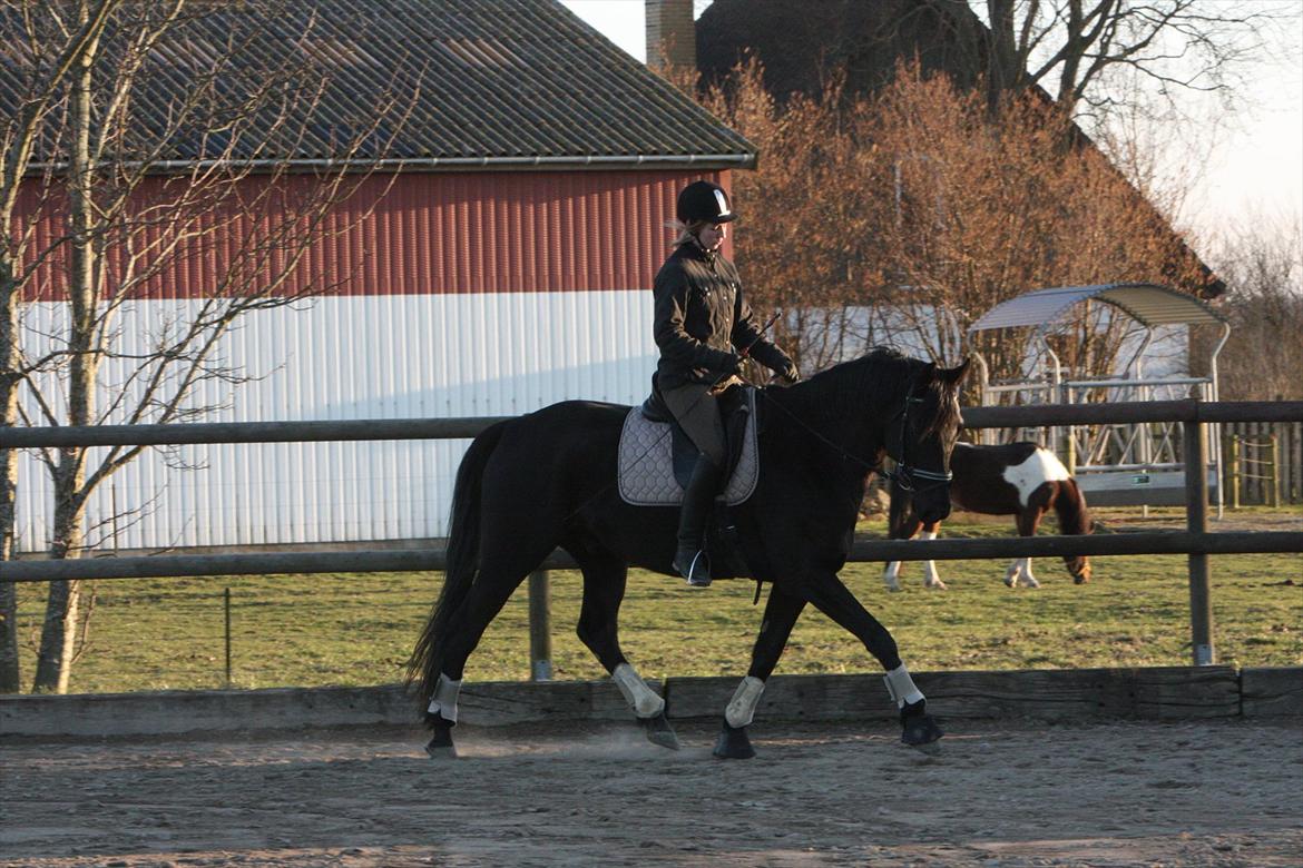 Trakehner Ozzy Kirial billede 5